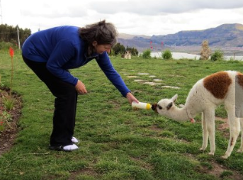 Camping Mirador Del Titikaka