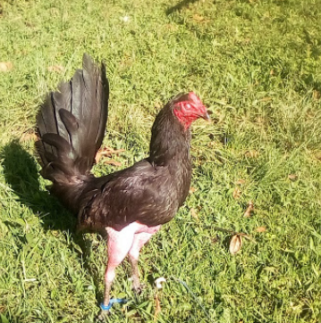 Camping Finca El Jardin